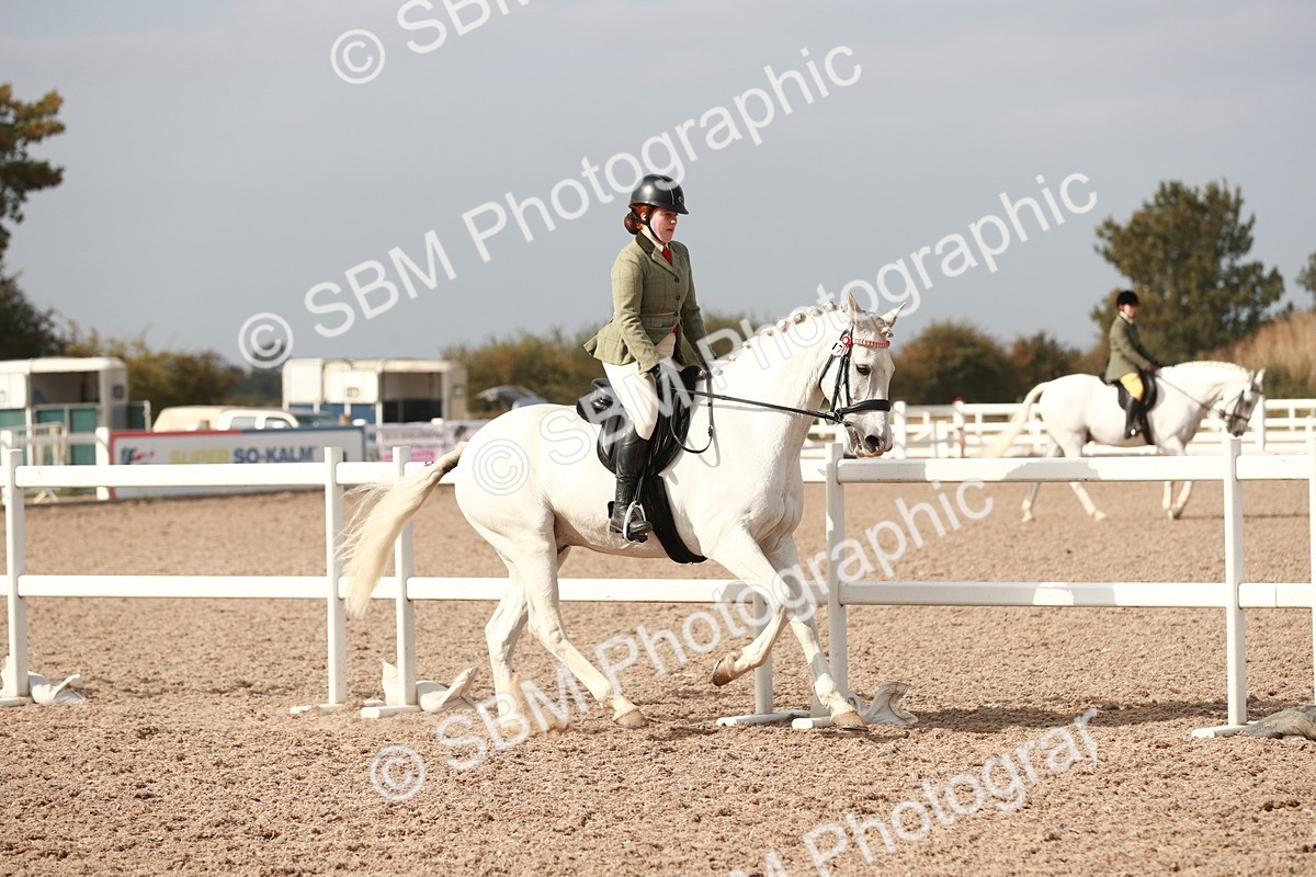 SBM_17481 - Class 215 Ridden Hack/ Riding Horse