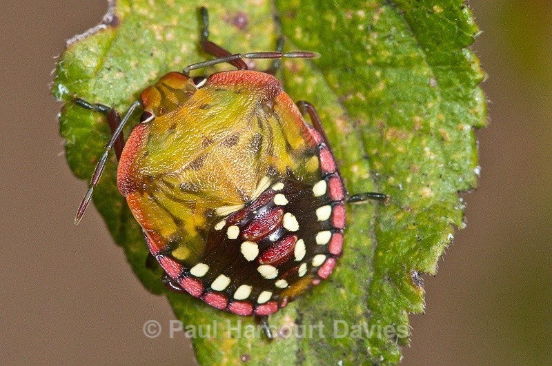  - Bugs: Macro insects