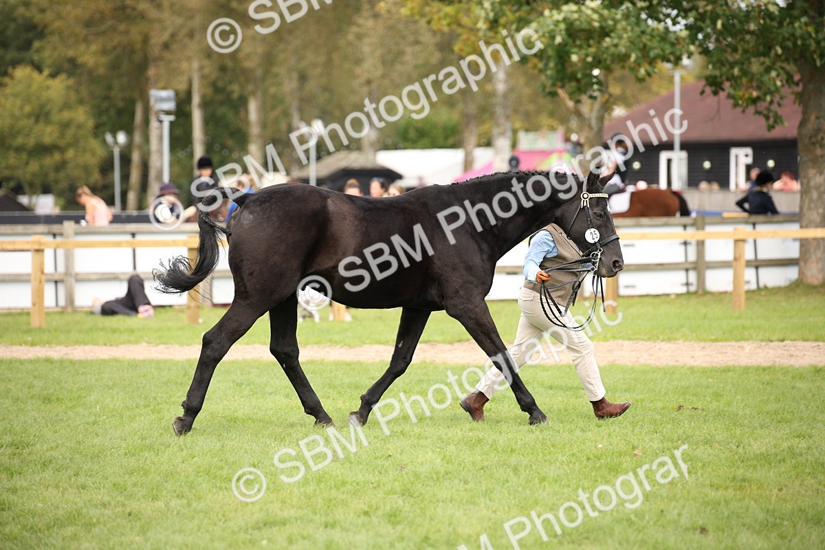 SBM_46344 - S25 - Mature Veteran In Hand