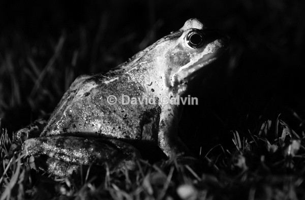 Nocturnal Amphibian - Nocturnal