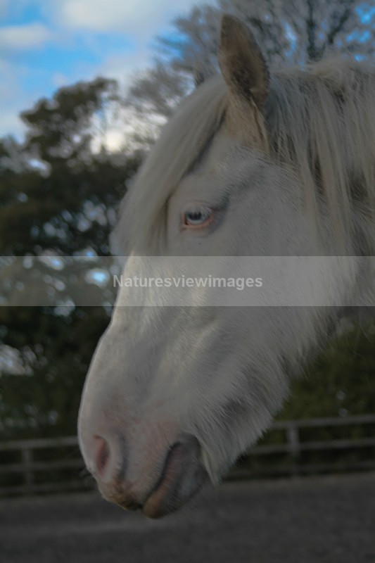 Horse Edited 4 of 173 - Pet Photography