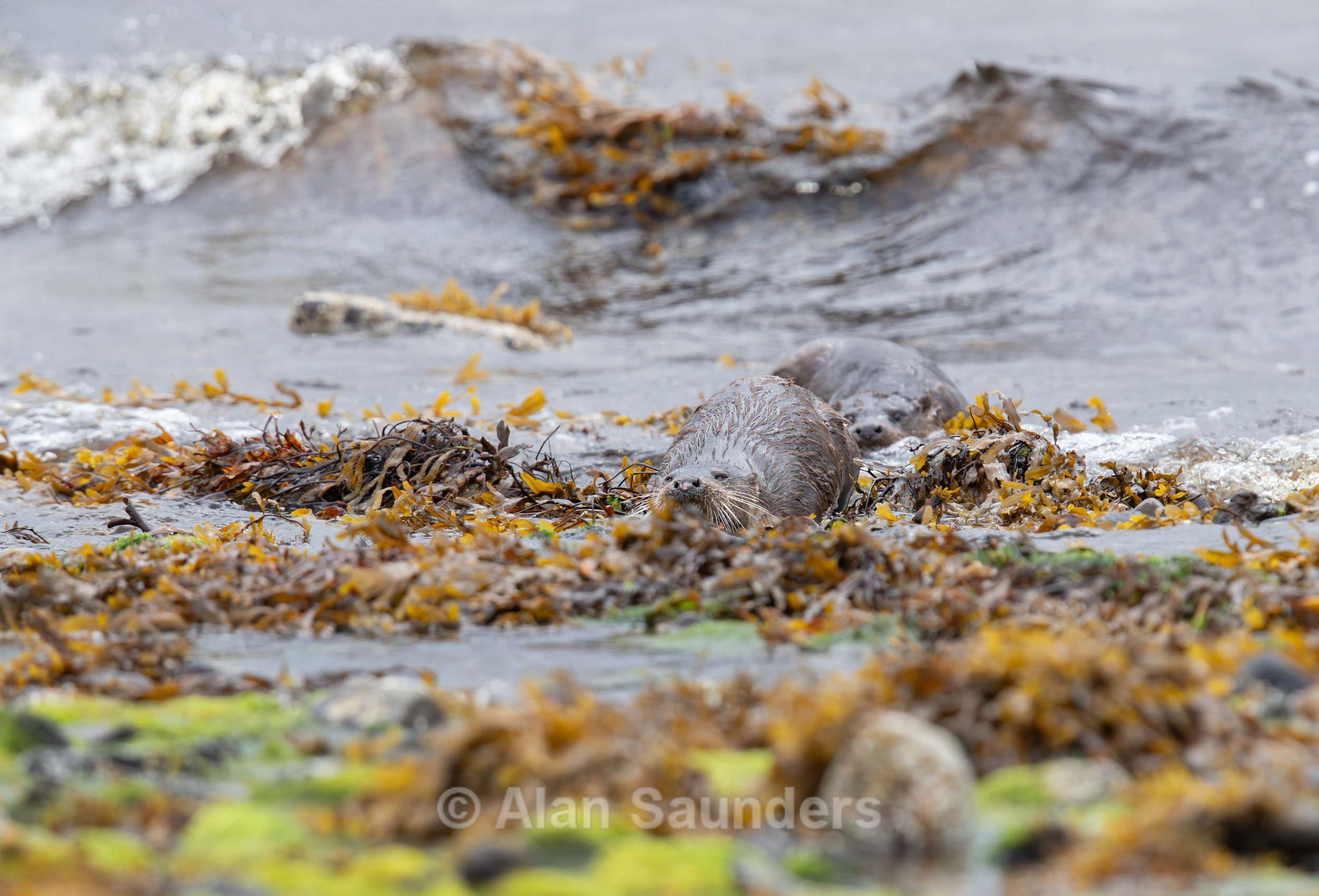 Eurasian Otter 63