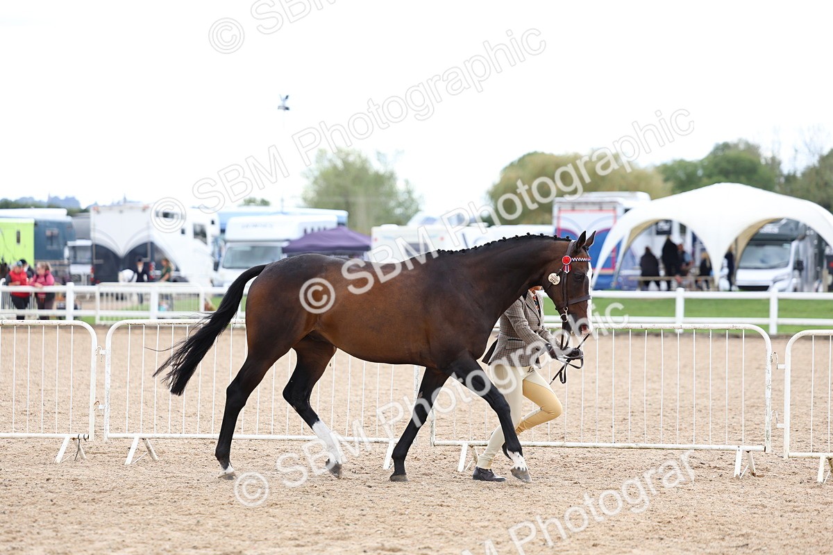 SBM_15266 - Class 313 - IH Retired Racehorse
