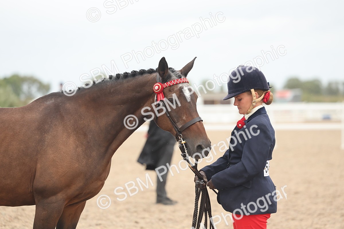 SBM_19341 - Class 317 - IH Pure Bred Horse-Pony