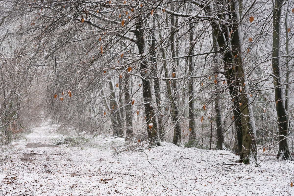 Chawton Park woods in the snow - WINTER