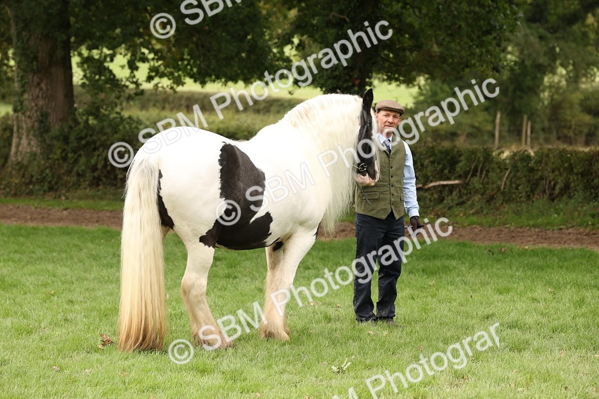 SBM_59250 - S57 - Traditional Cob In Hand