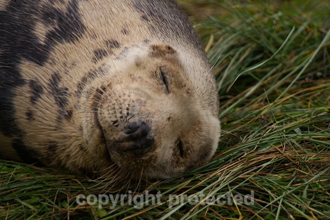 Grey Seal - Lincolnshire - Mammals