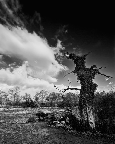 tree and river - Landscapes and Seascapes