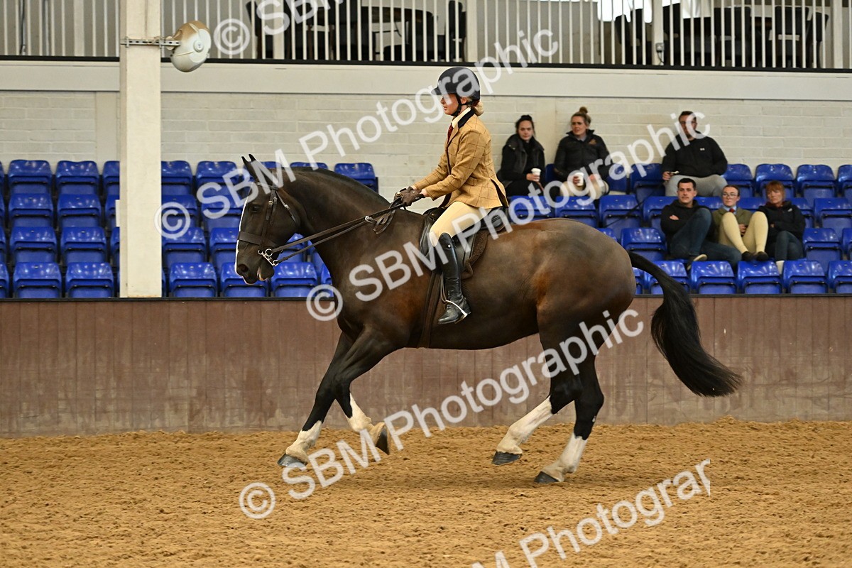 SBM_002033 - Class 21 - BSHA Ridden Show Cob