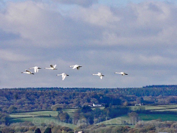 Cranes, Slimbridge, Glos - BIRDS & INSECTS