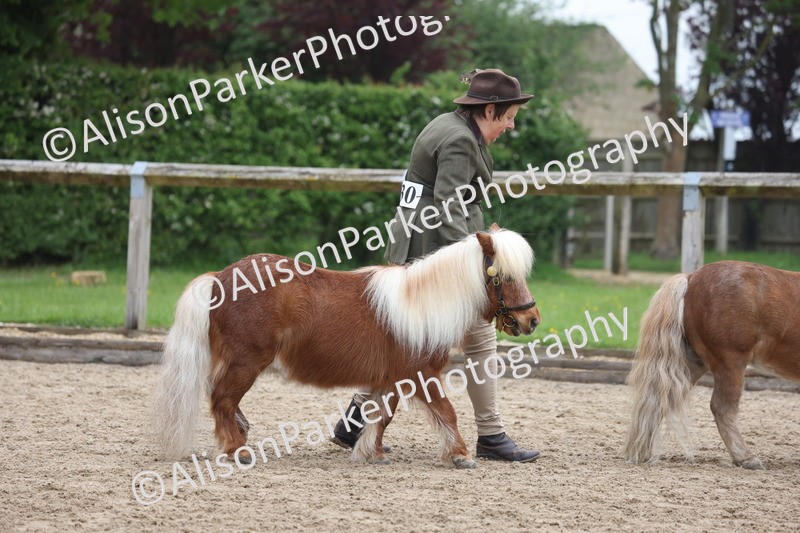 20260504-0475 - Class 4 - Minitures and Shetlands