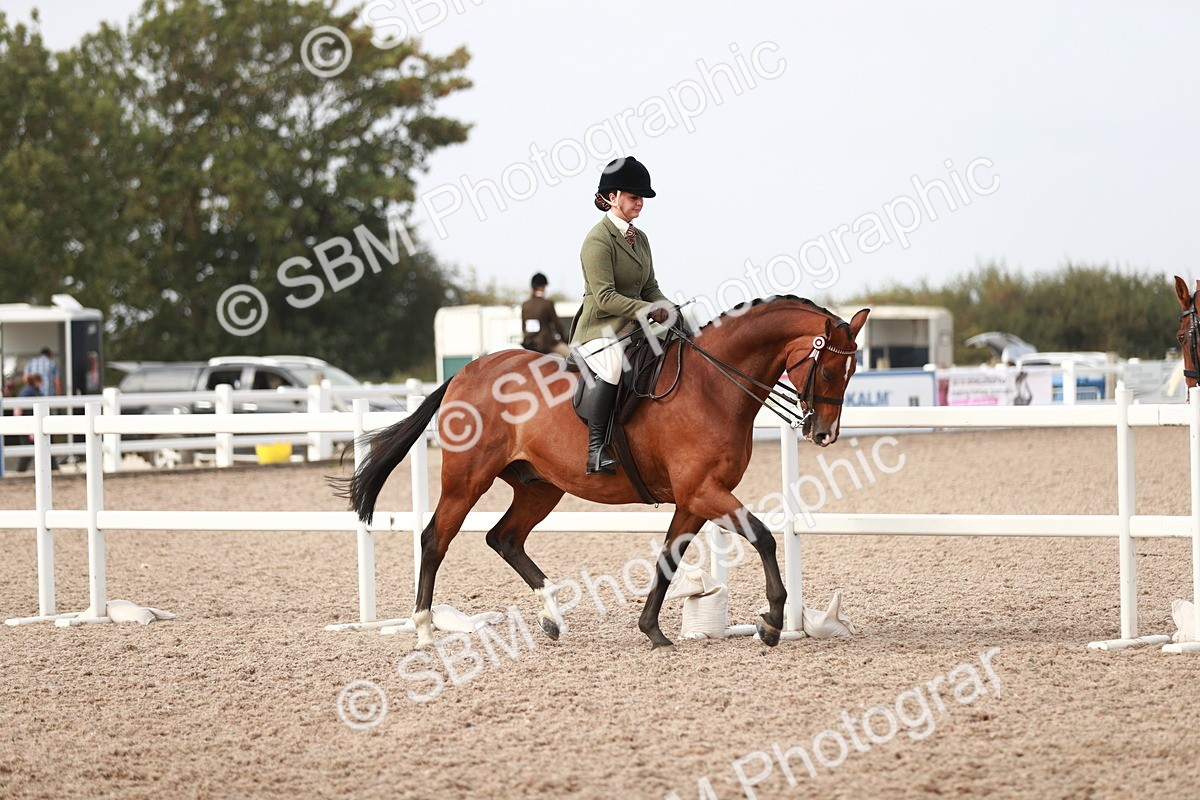 SBM_17437 - Class 215 Ridden Hack/ Riding Horse