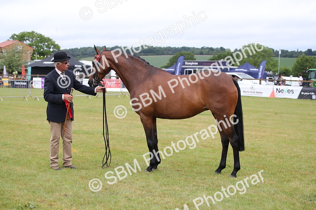 SBM_00182 - Class 17-20 - Arab & Part Bred - Anglo Arab In Hand