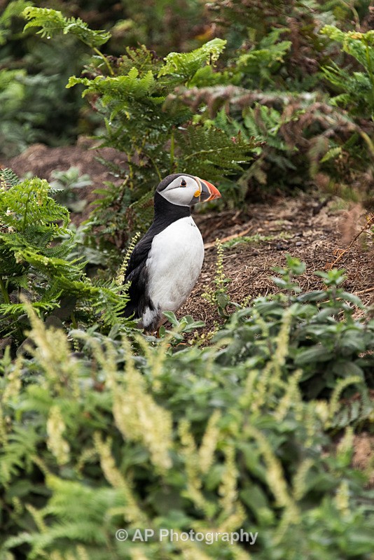 ACP_9938-1 - Puffins on Skomer Island