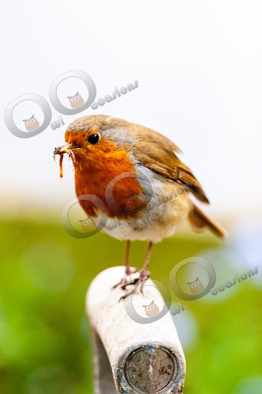 Robin Erithacus rubecula3770 - UK birds
