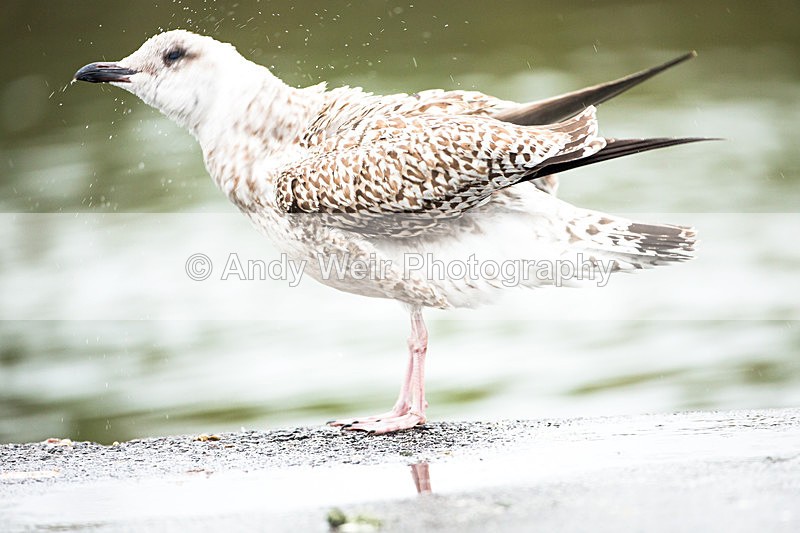 20130930-3K8A6321 - Herring Gull