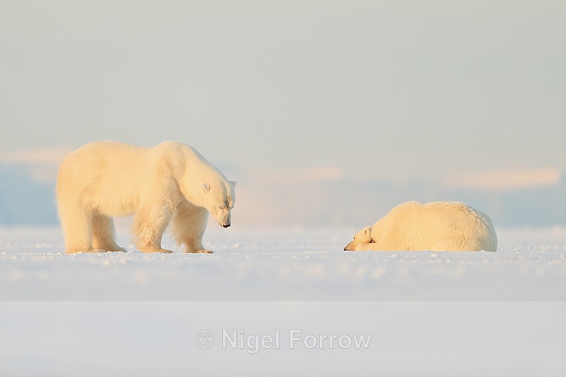 Polar Bears, low angle, Svalbard, Norway - Polar Bear