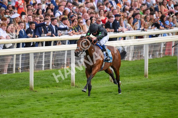 260823-Race 6-Inquisitively-0872 - Race 6 Julia Graves Roses Stakes at York