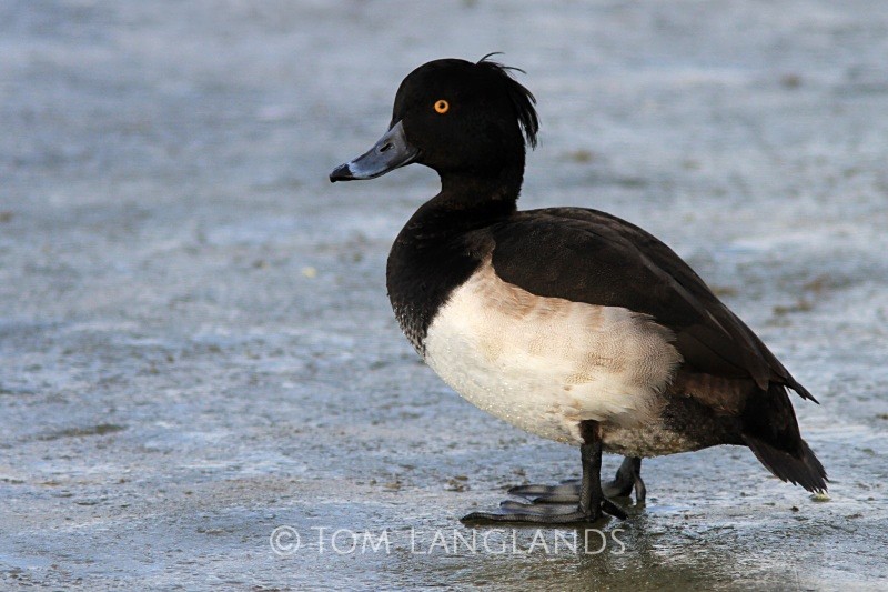 Tufted Duck - Wildfowl