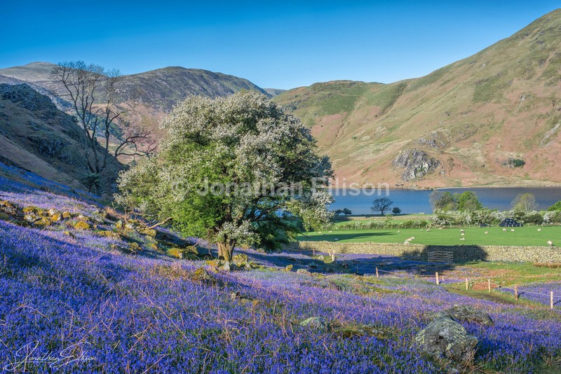 Rannerdale Bluebells - Lake District