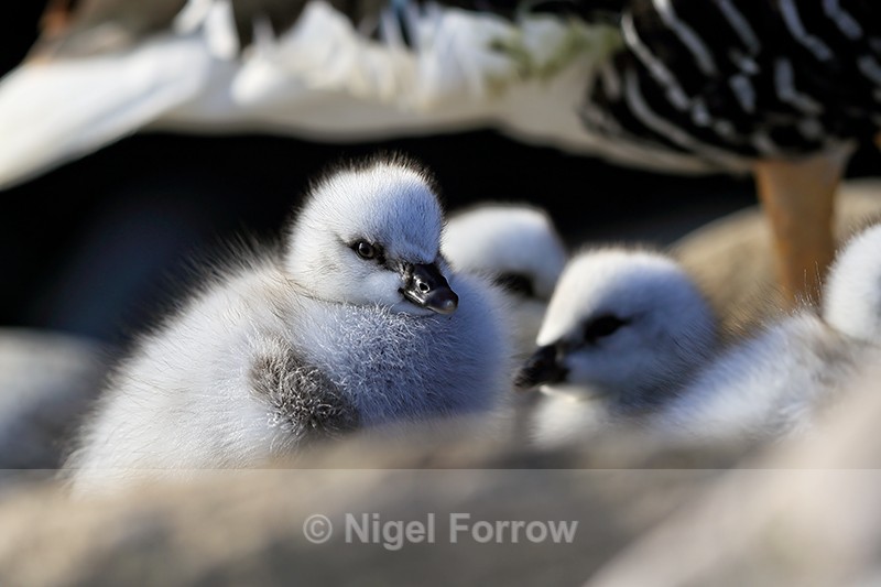 Kelp Goose chick, Carcass Island, Falklands - Kelp Goose