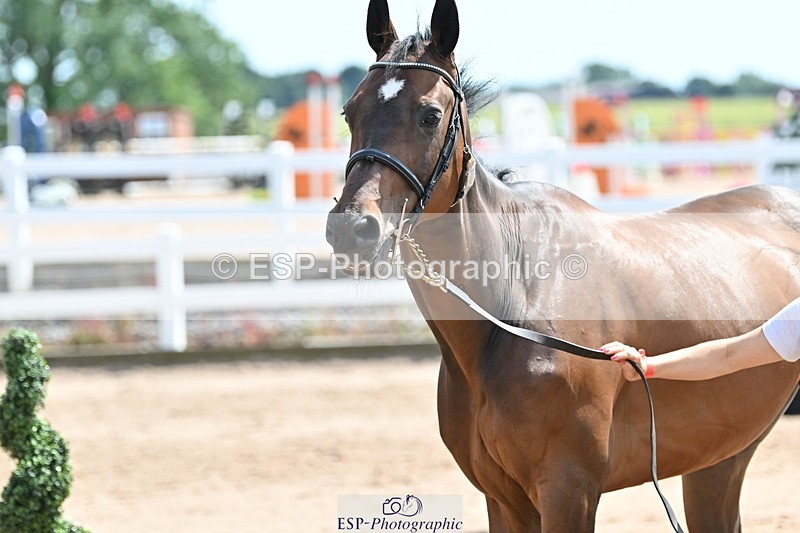 240717A-150104-02447 - Trot Up 3pm to 4pm
