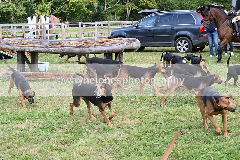 WJ6_3129 - Berks & Bucks - The Old farmhouse - Hound Exercise 20-08-25