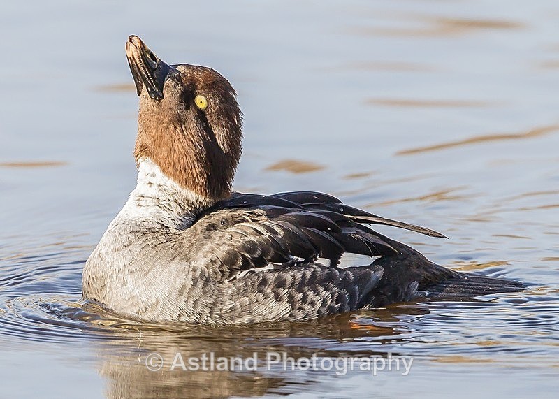 Astland Photography, Bird and Wildlife Images, Susan and Peter Wilson, U.K.