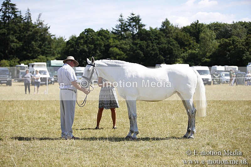 _C7A9773 - BVRC Sow 2018 Ring 2