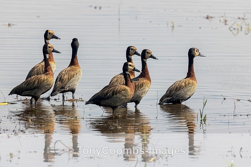 White-faced Whistling Duck - Botswana ~ Birds