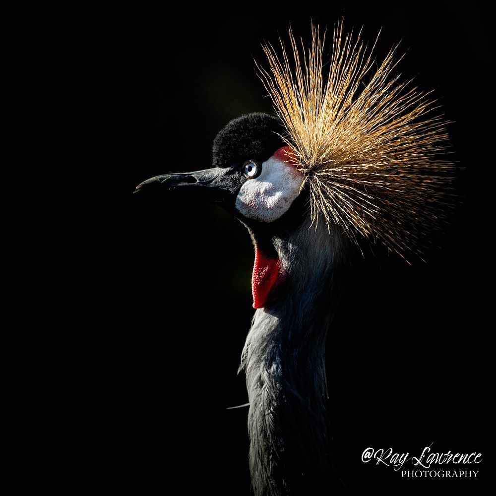 Black Crowned Crane-RLP_0069 - Vulnerable and Beyond
