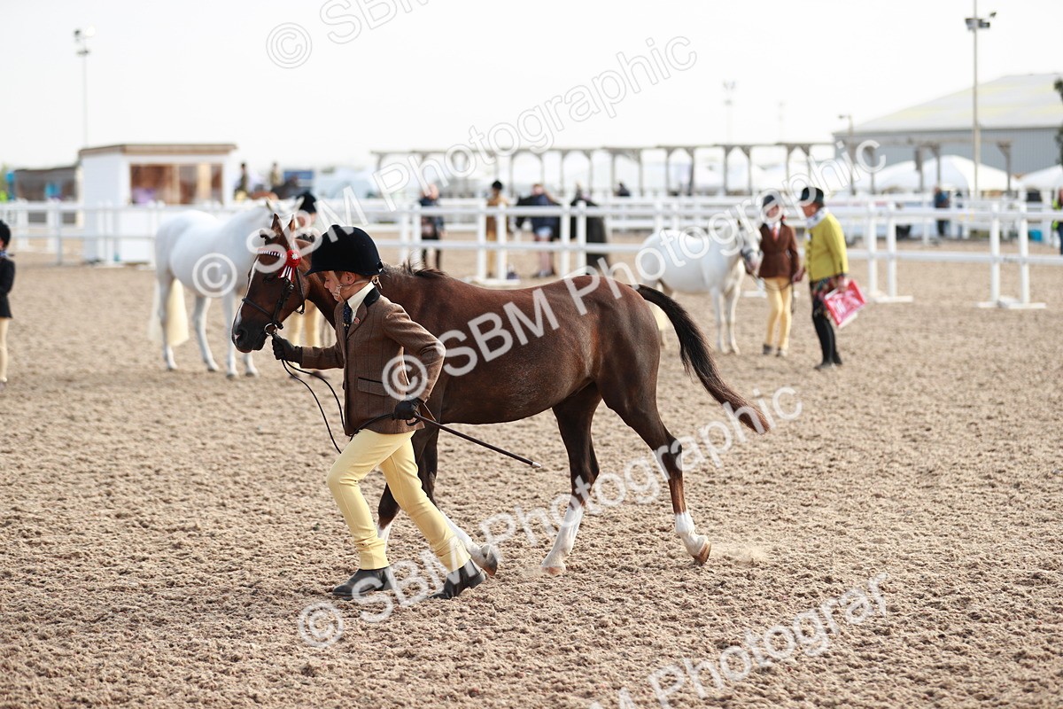 SBM_09900 - Class 203 Young Handler, 10 years and under