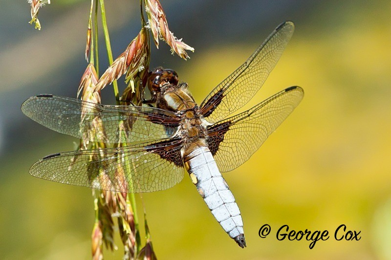 Broad bodied chaser at Chambers Wood