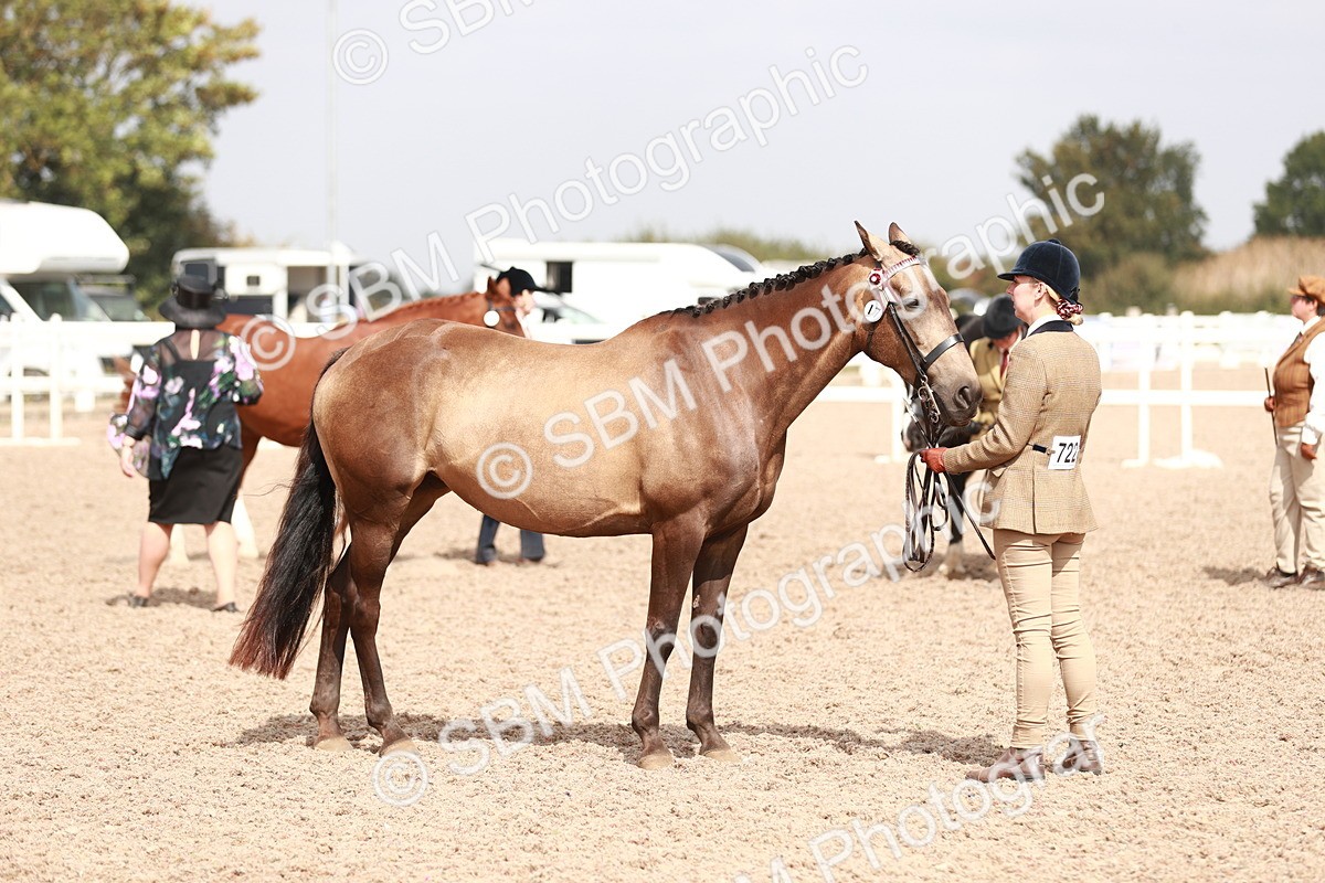 SBM_13230 - Class 208 IH Veteran Horse