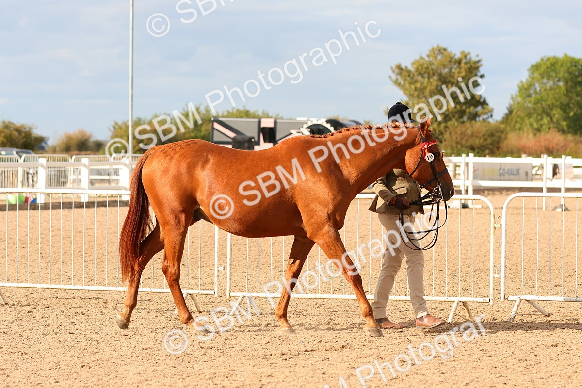 SBM_18329 - Class 318 - IH Part Bred Horse Pony