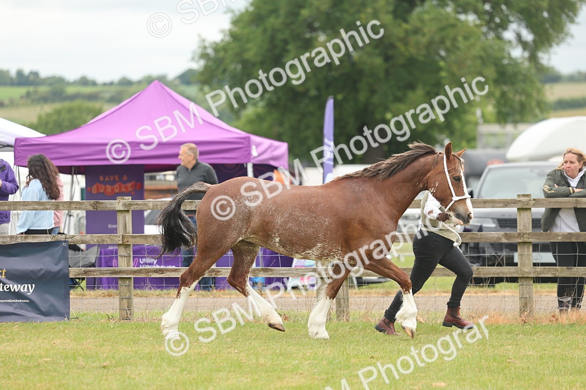 SBM_02379 - Class 50-57 - M&M Welsh Pony In Hand