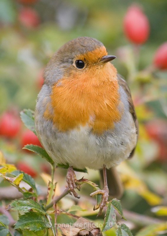 Robin - Erithacus rubecula RPNP0091 - Birds