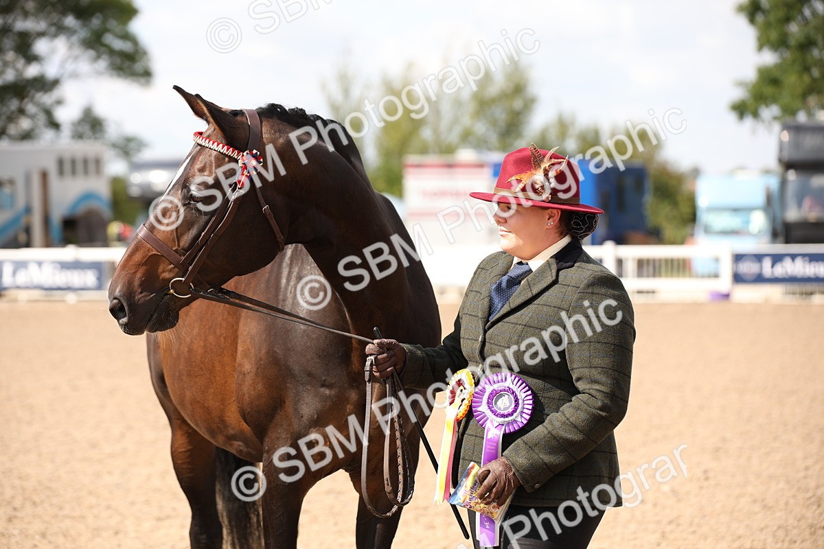 SBM_03447 - Class 18 Handsomest Gelding (IH or Ridden)