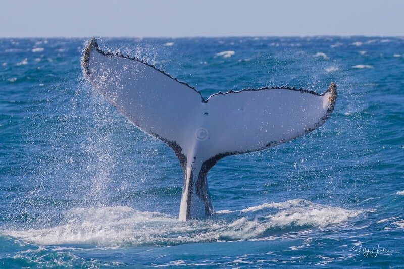 Beautiful Fluke 3. 0A3A4428 - 2025 Whales