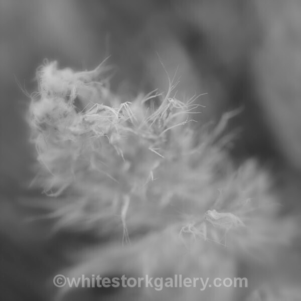  - Slow Photography