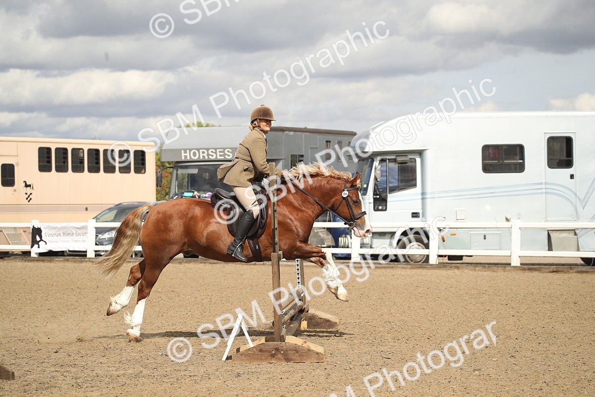 SBM_14556 - Class 505a - M&M Working Veteran - 50cm (15-19)