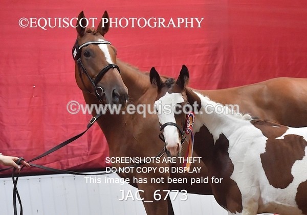 JAC_6773 - 15 Ziggy of Westoak