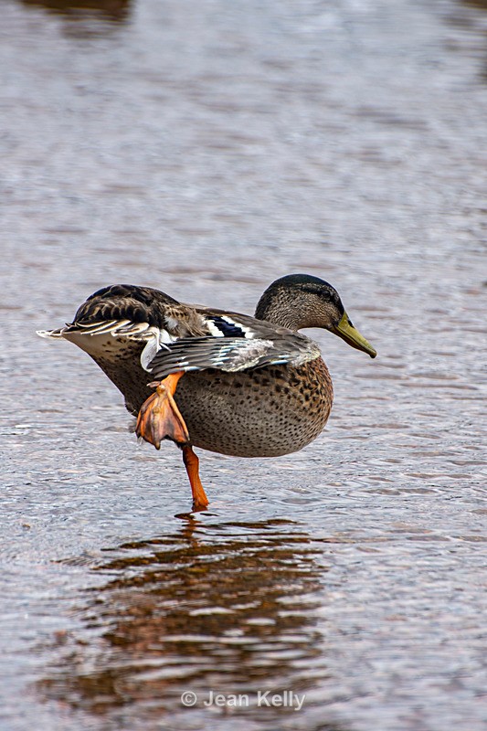 Mallard Duck - DSC_6430 - Birds