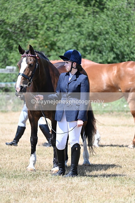 WJ7_2340 - Class 5a Most Handsome Gelding in hand (above 14.2hh)