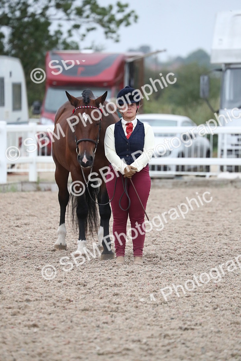 SBM_18405 - Class 318 IH Part bred Horse/Pony