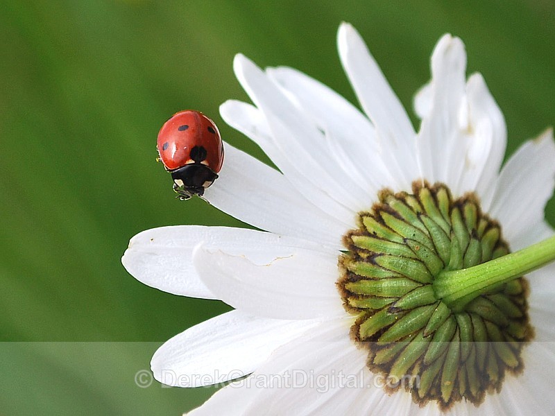 Coccinella septempunctata - Bees, Beetles, Bugs