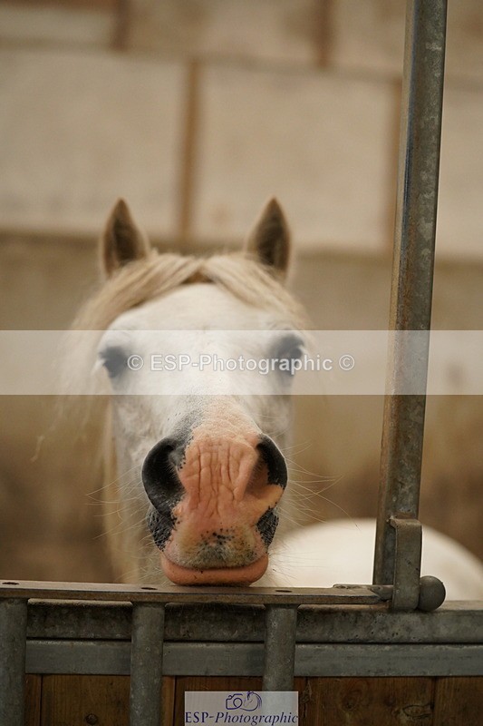 240809A-134410-00992 - Stable Shots