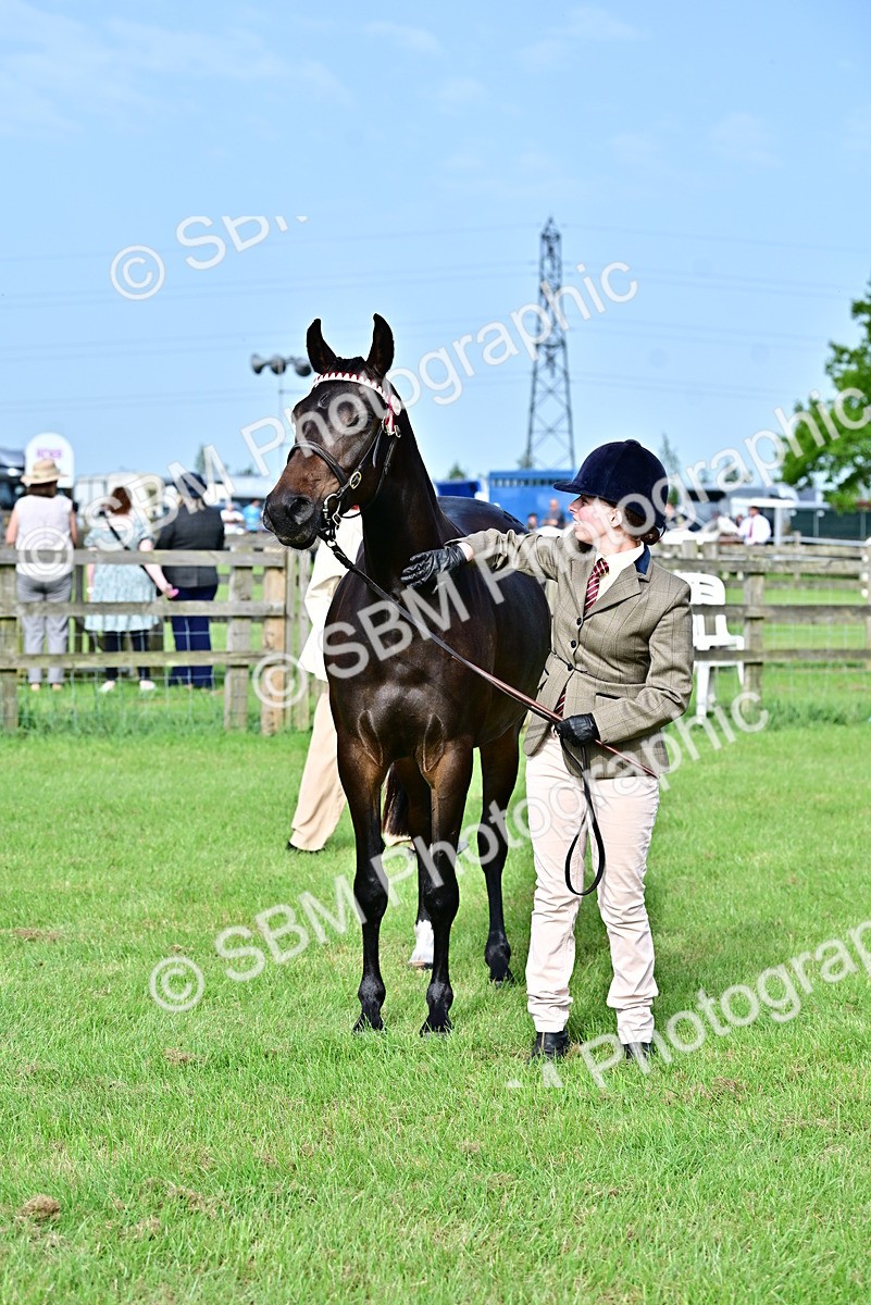 SBM_00066 - Class 46-49 - Arab and Part Bed-Anglo Arab In Hand