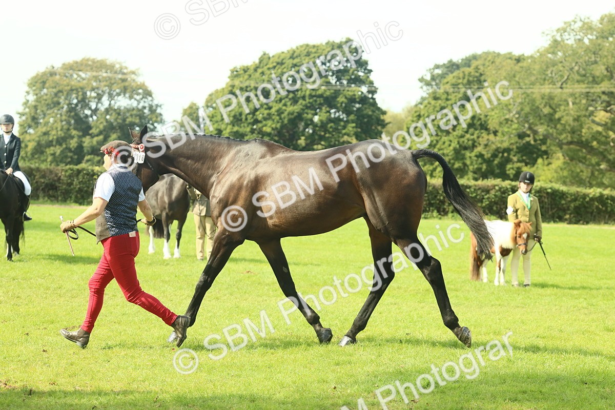 SBM_66567 - S34 - Rehabilitated Rescue Horse & Pony In Hand & Ridden