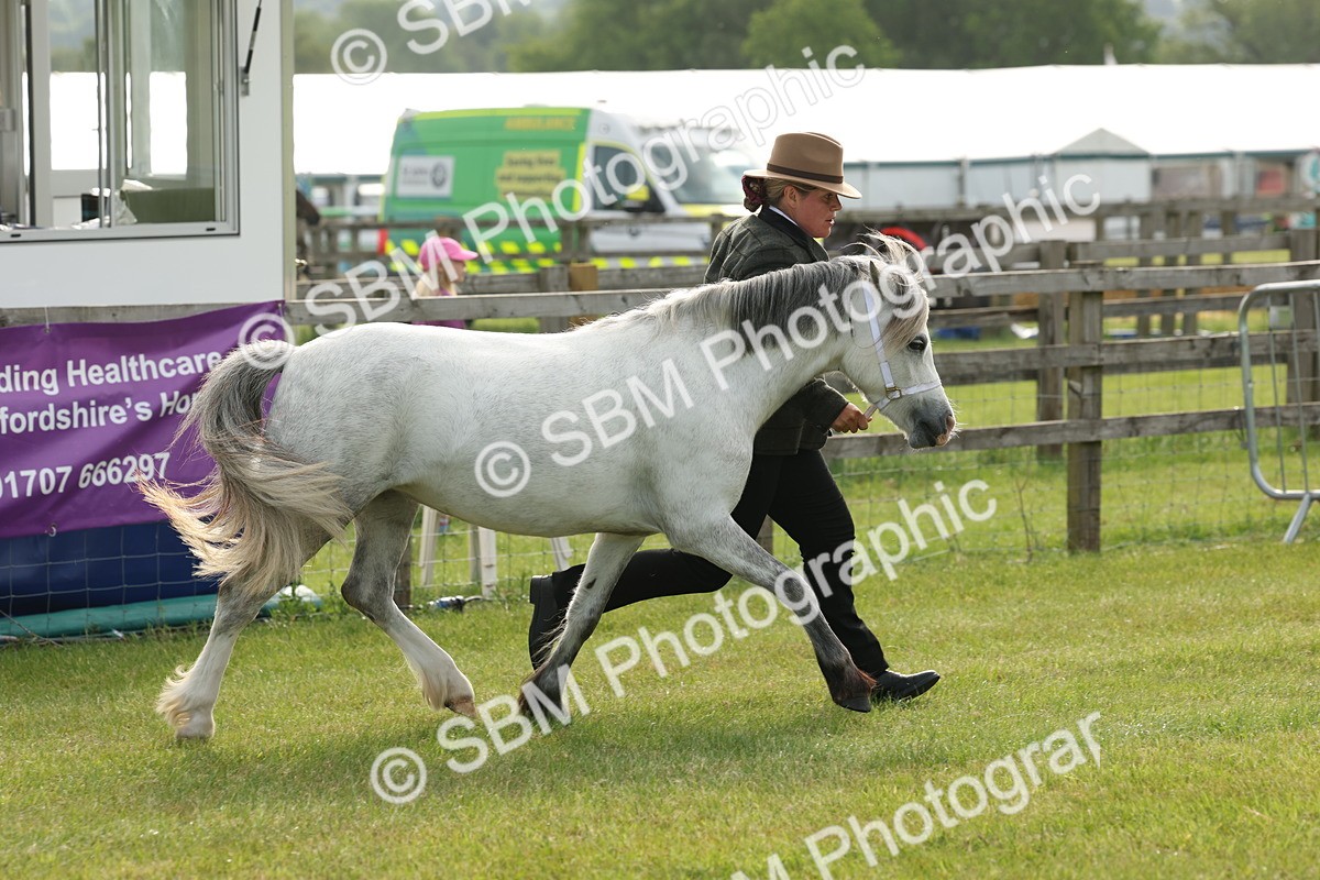 SBM_00520 - Class 6-13 - Mountatin and Moorland In Hand Welsh Breeds